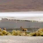 Vigogne, lagune, Uyuni, Bolivie