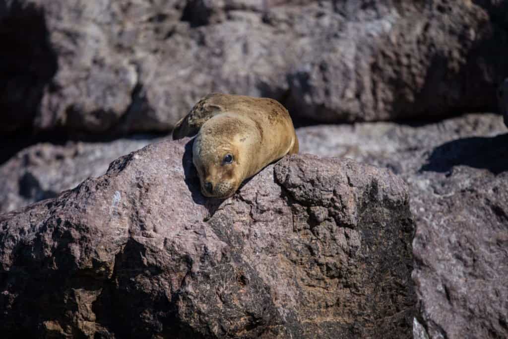 Puerto Deseado, Patagonie, Conociendo Nuestra Casa