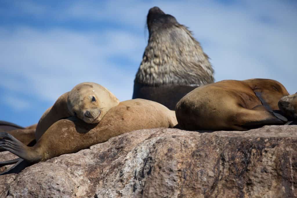 Puerto Deseado, Patagonie, Conociendo Nuestra Casa