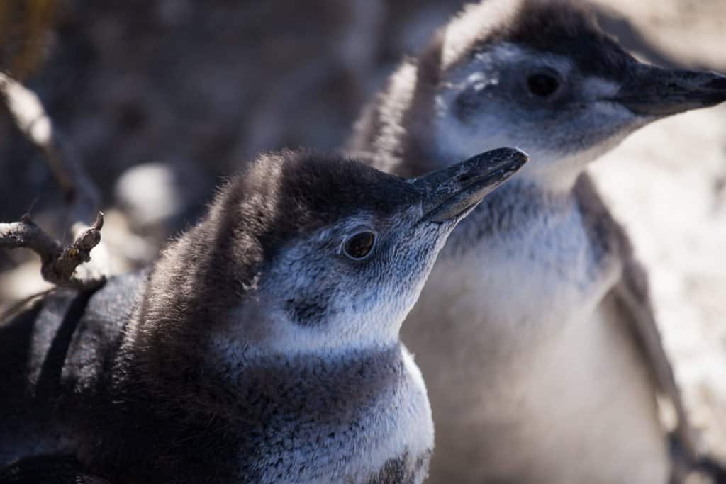 Puerto Deseado, Patagonie, Conociendo Nuestra Casa