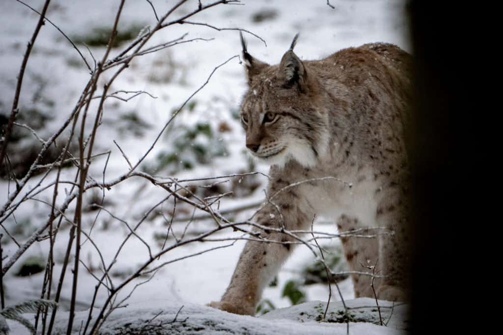 Allemagne, voyage, Harz, nature, colombage, parc, réserve, train à vapeur