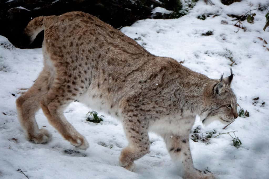 Allemagne, voyage, Harz, nature, colombage, parc, réserve, train à vapeur