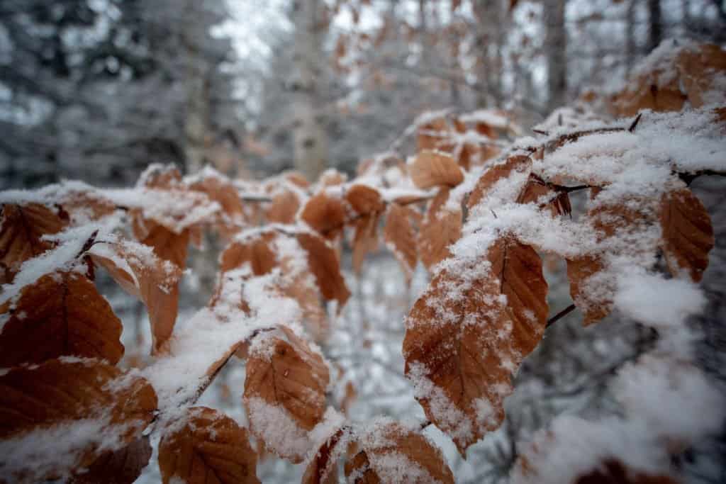 Allemagne, voyage, Harz, nature, colombage, parc, réserve, train à vapeur