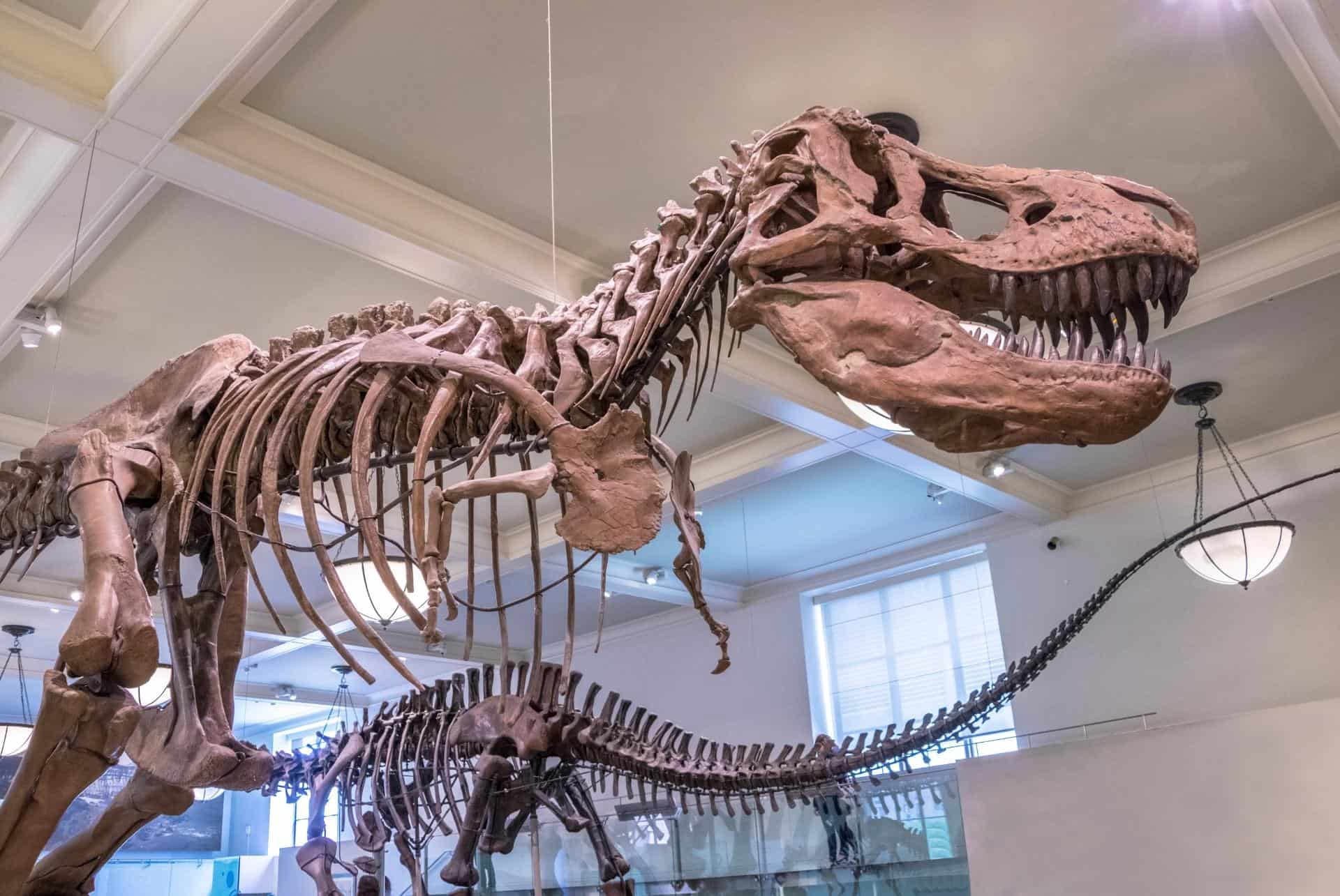 musee histoire naturelle new york