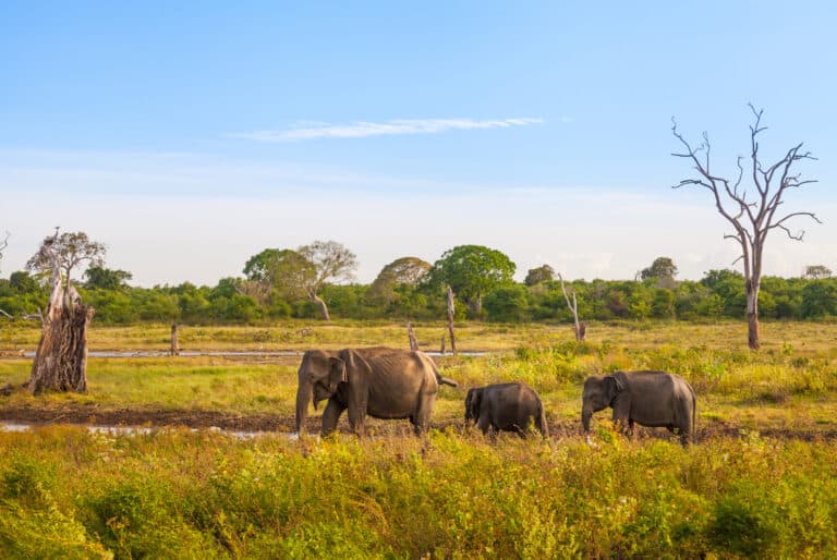 Safari dans le parc national d'Udawalawe