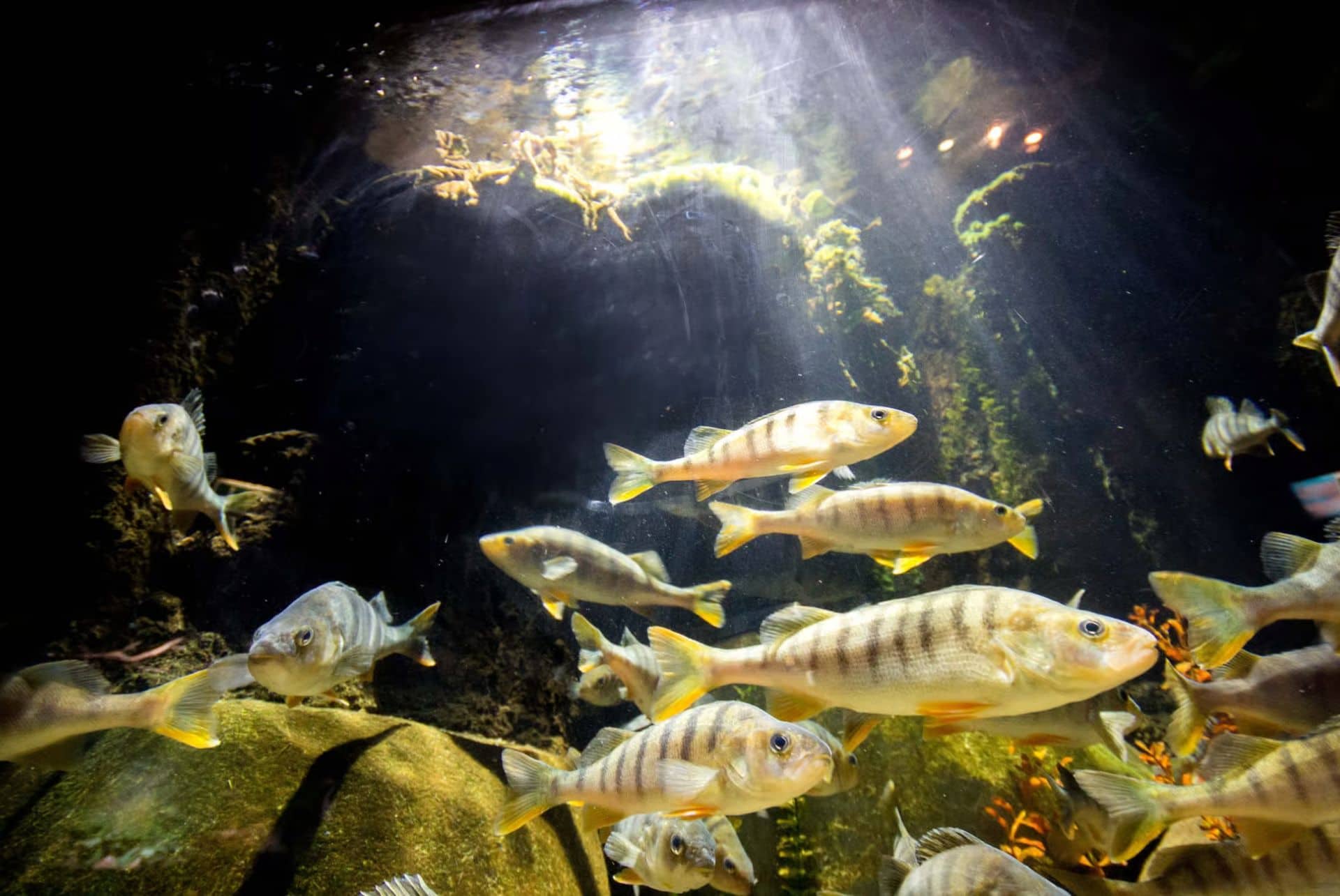 sea life munich poissons