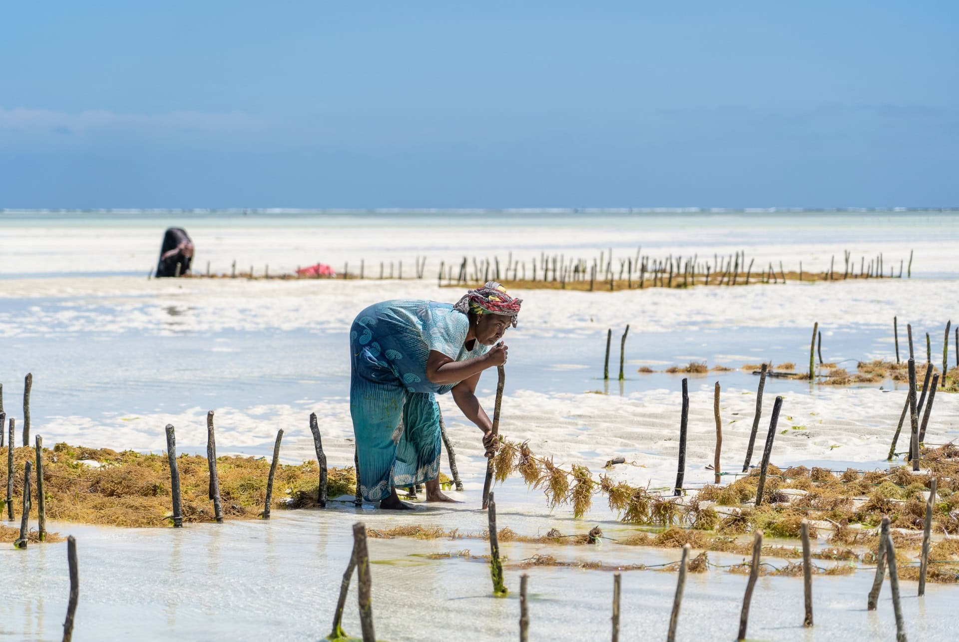 culture des algues zanzibar