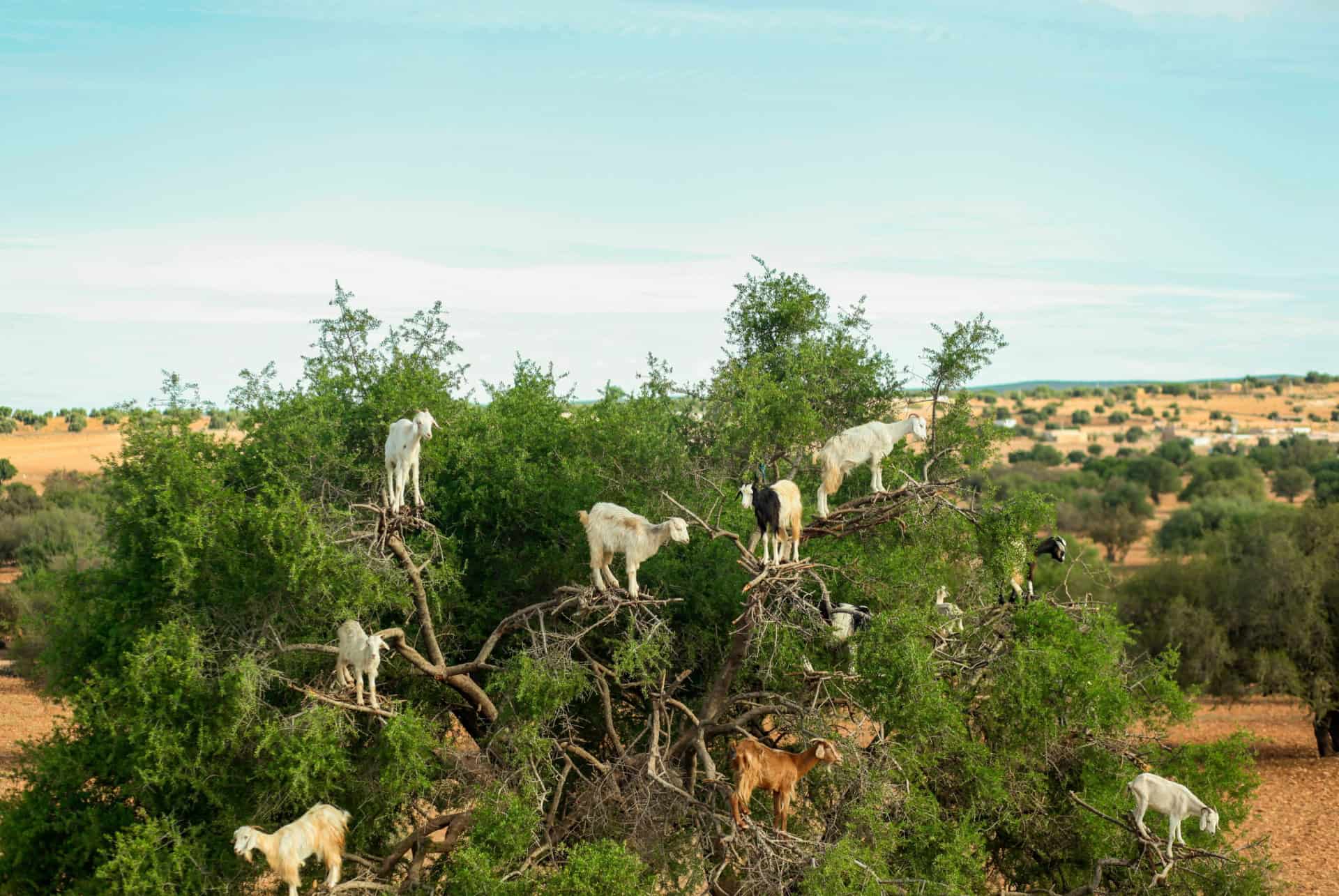 chevres grimpant dans les arbres a agadir