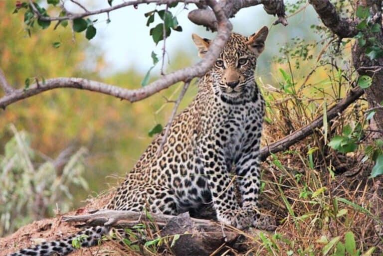 Safari privé au Parc Tsavo East