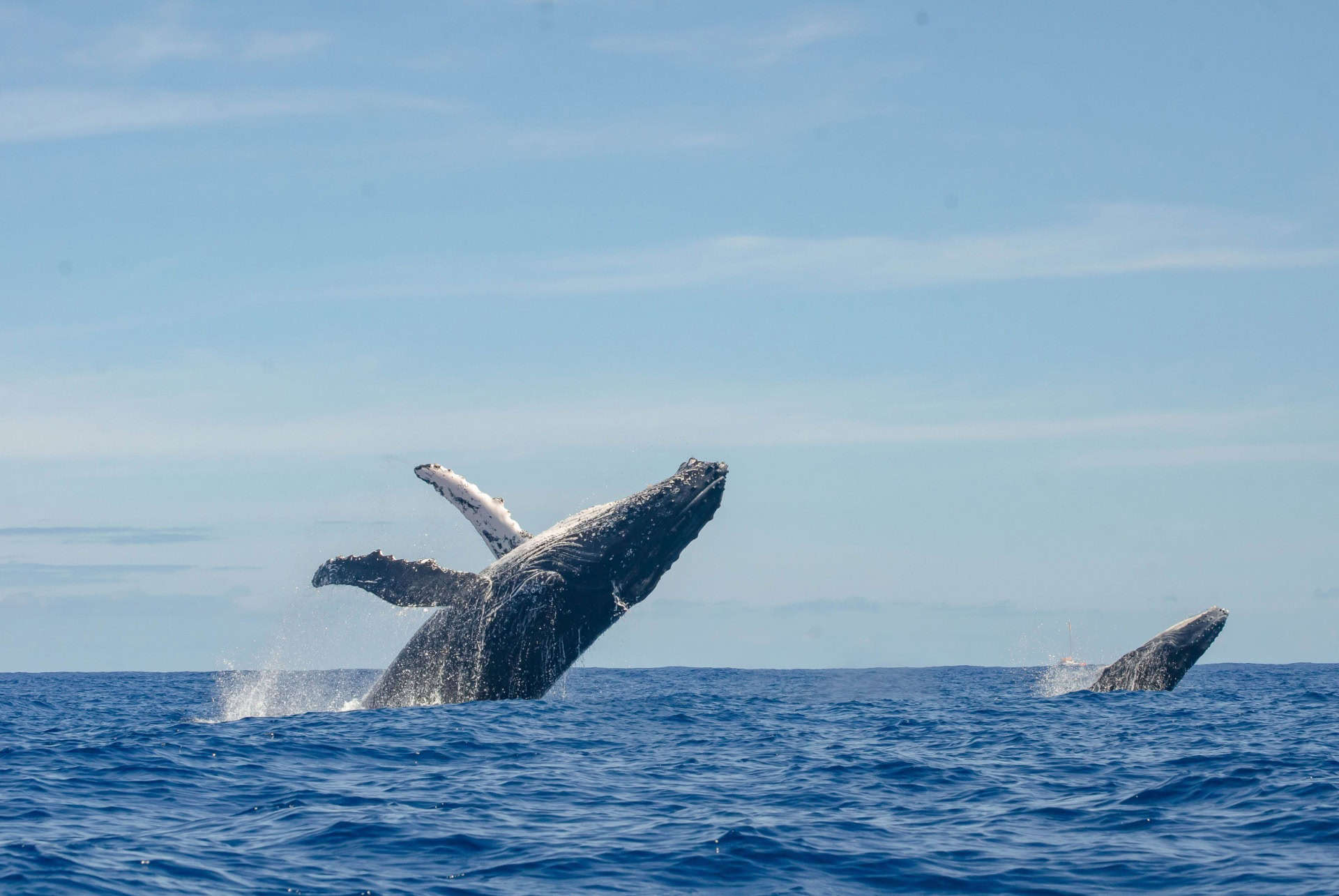 que faire à la réunion observation de baleines