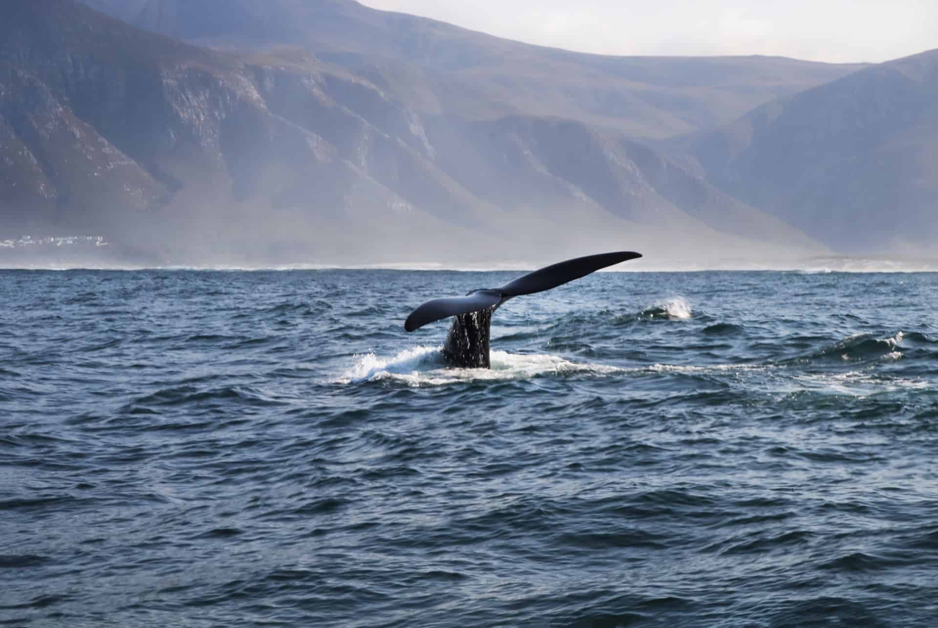 baleines hermanus