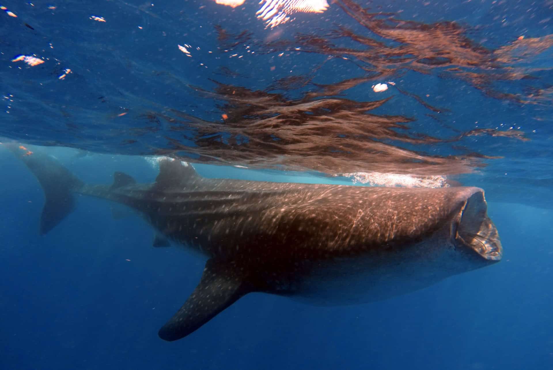 requin baleine playa del carmen