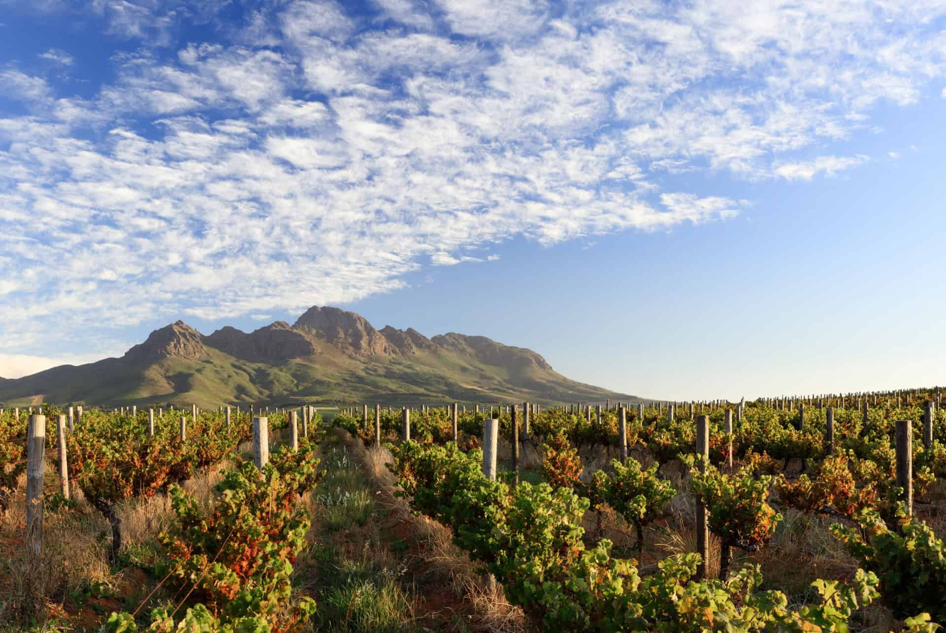 stellenbosch