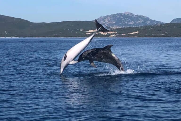 Excursion écologique en bateau pour observer les dauphins
