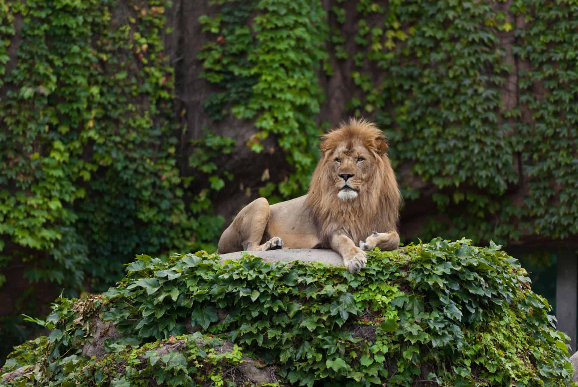 lion au zoo de lincoln