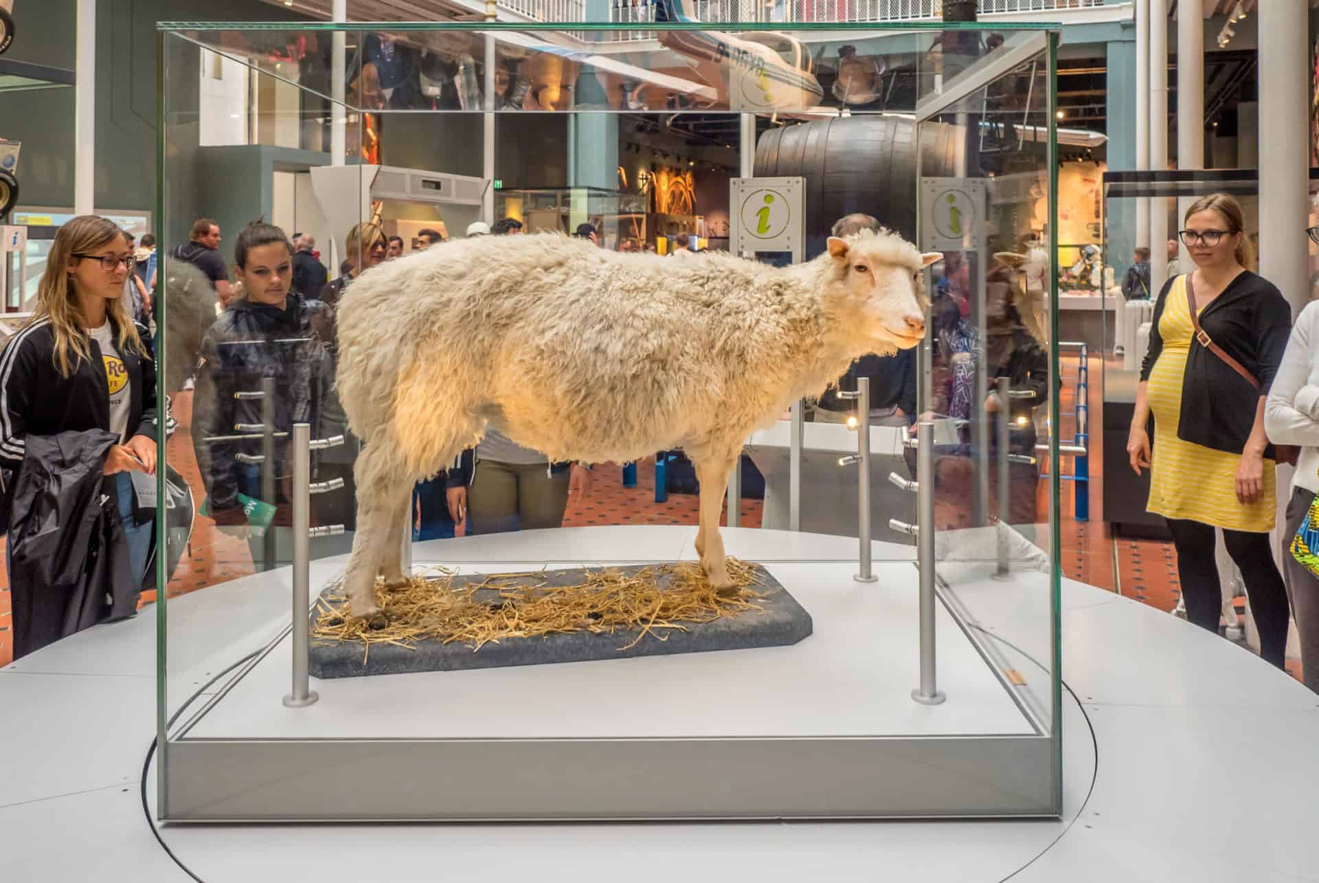 dolly que faire à edimbourg