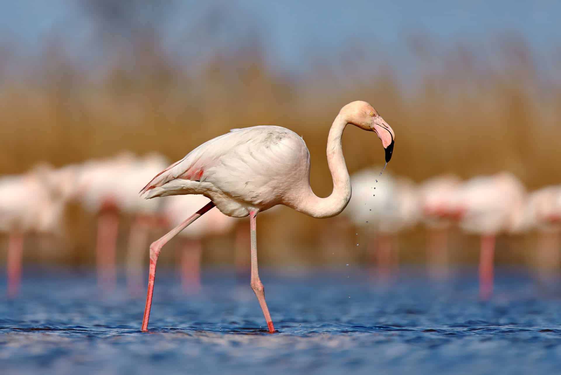 flamant rose sardaigne