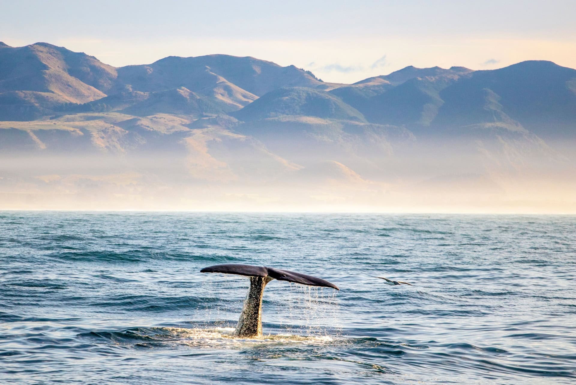 kaikoura baleine nouvelle zelande