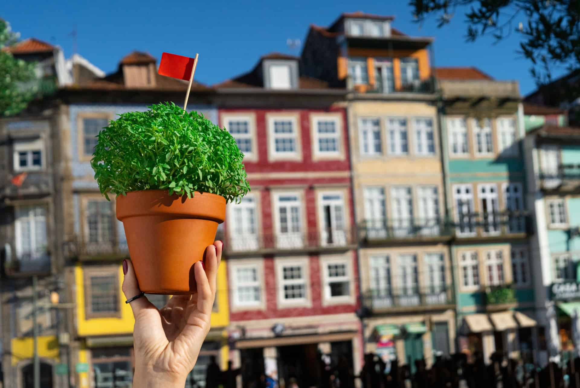 manjericos lisbonne en juin