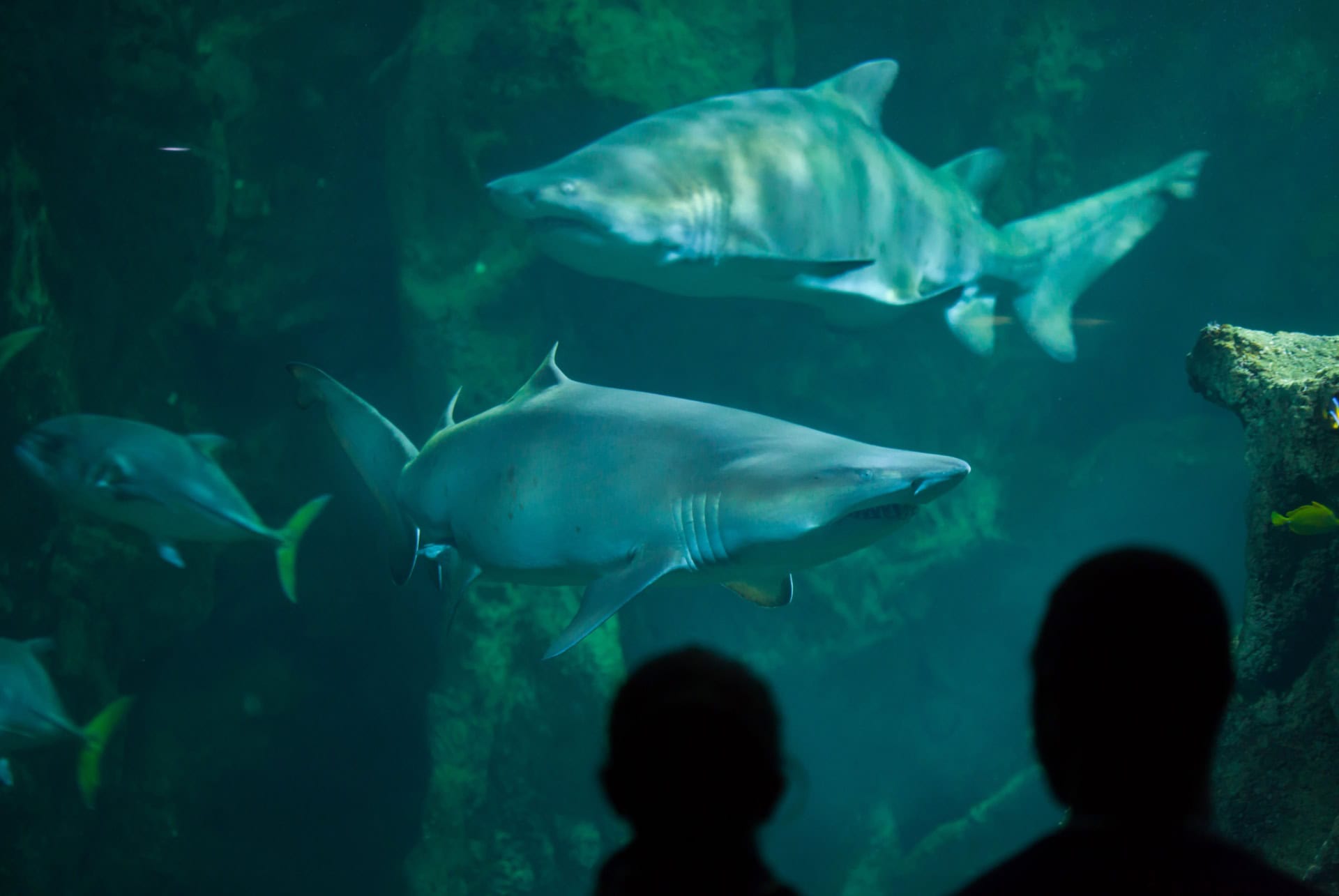 aquarium la rochelle que faire en charente-maritime