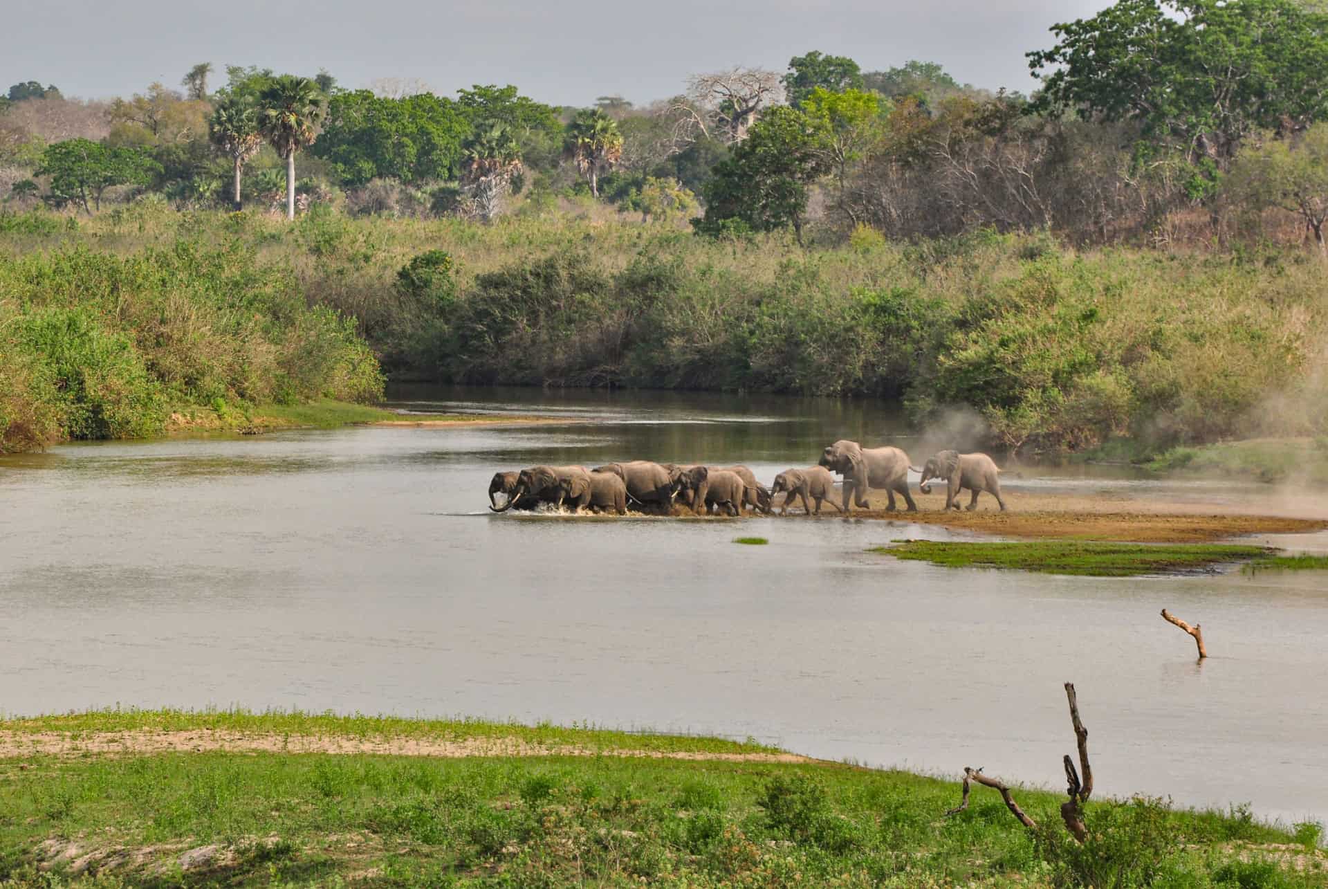 fleuve rufiji parc national nyerere