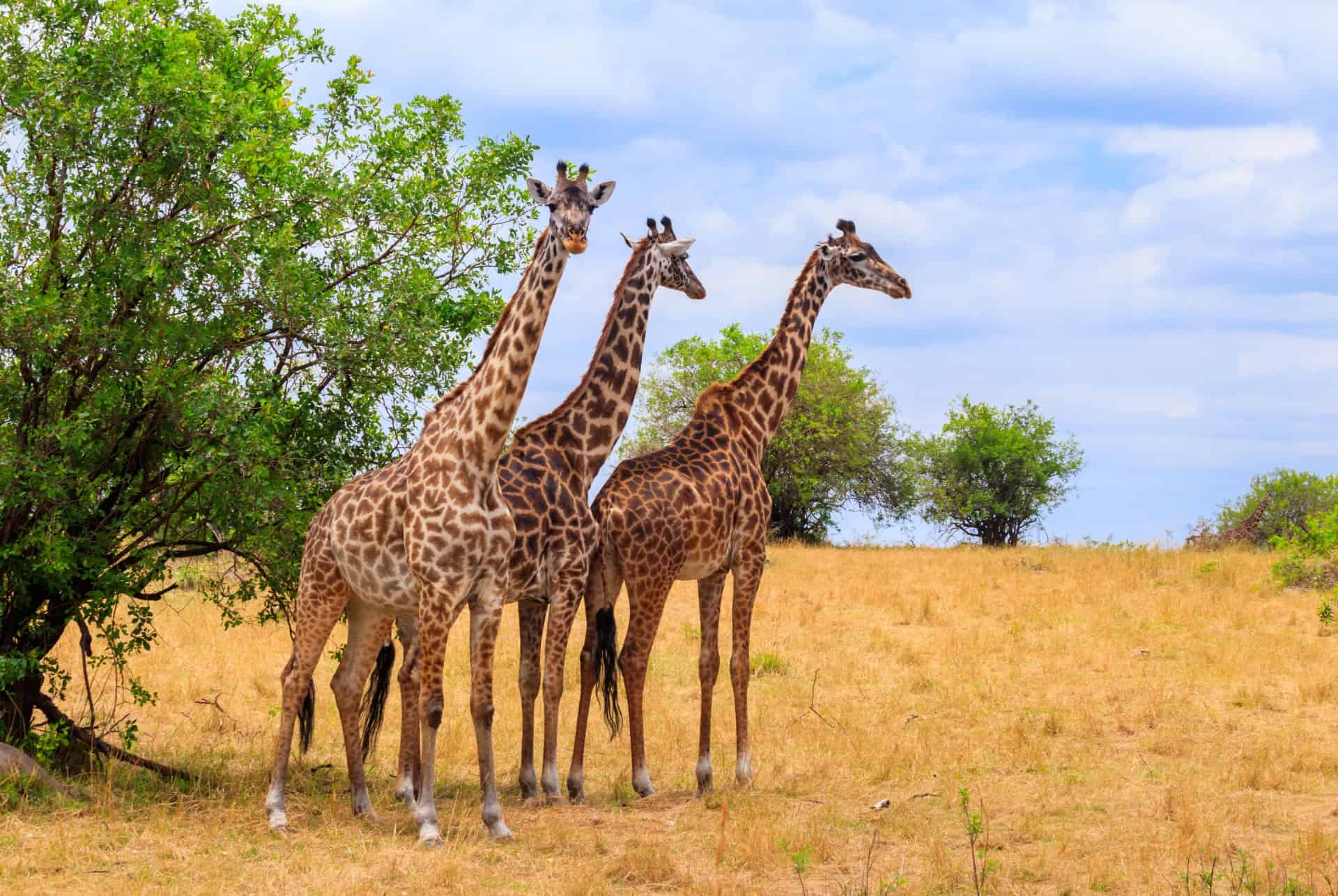 girafes aux parc national du serengeti