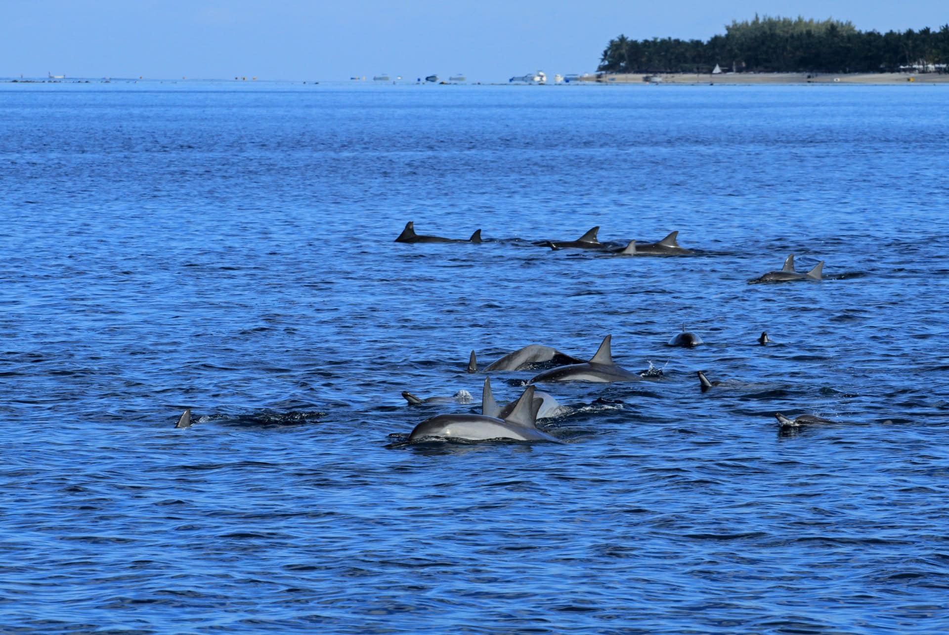 nage dauphins maurice