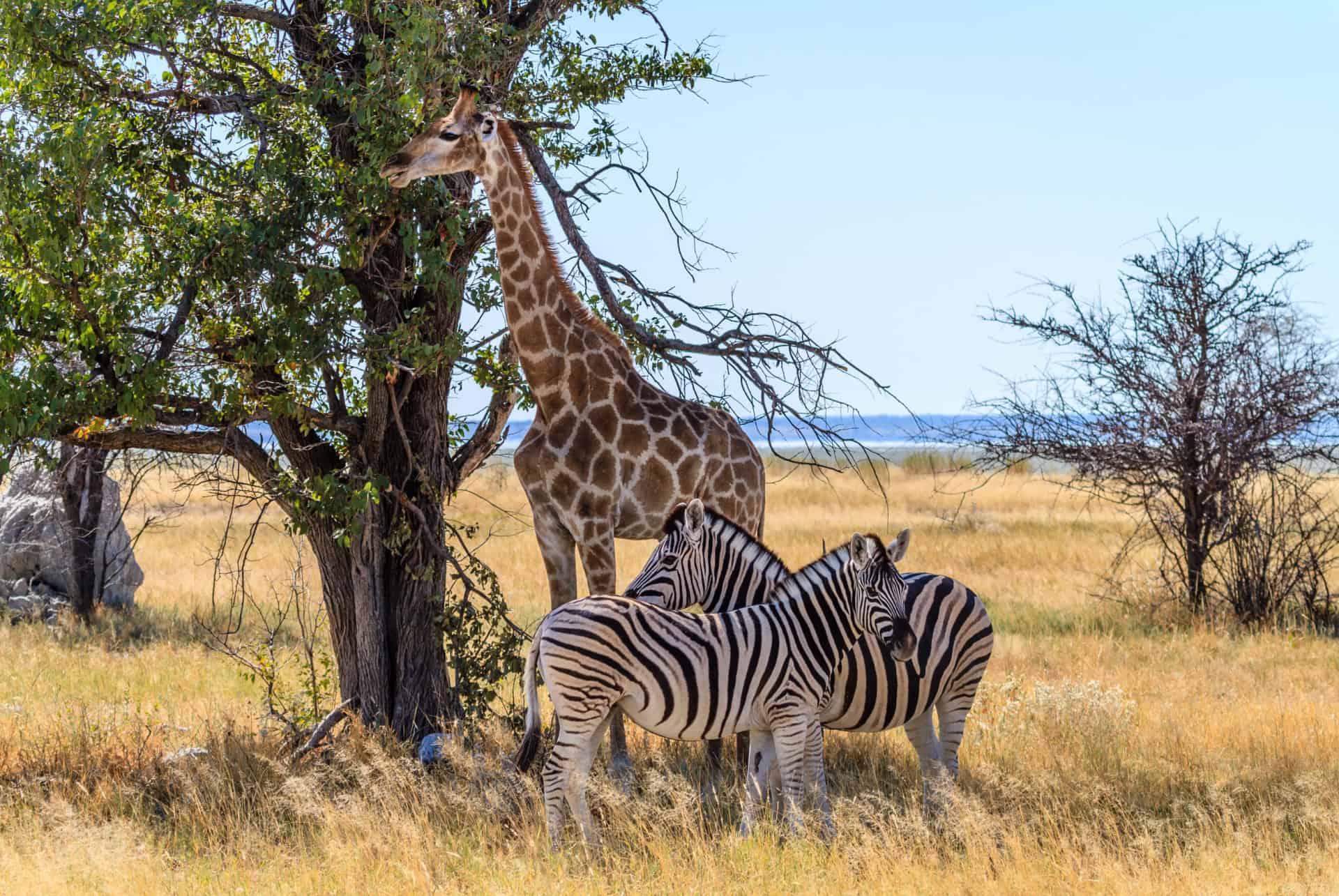 parc etosha