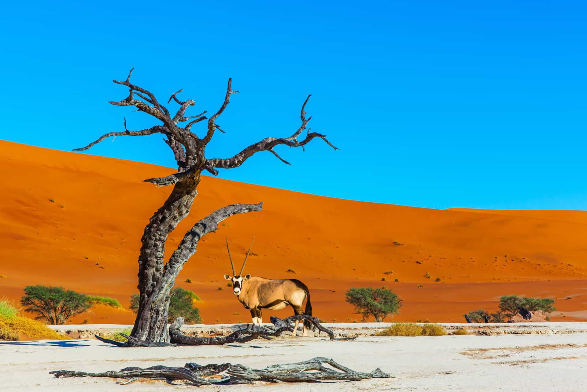parc namib naukluft