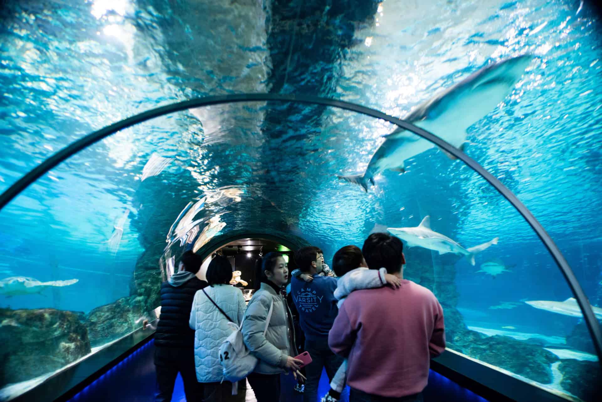 coex aquarium seoul