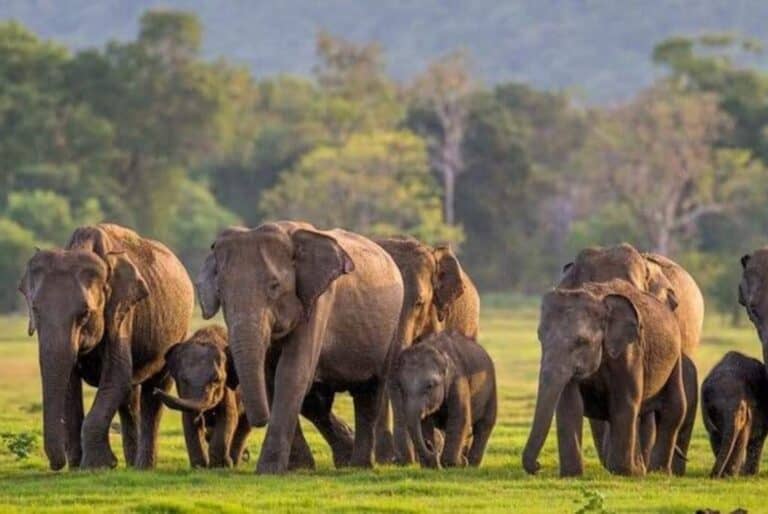 Safari dans le parc Uda Walawe