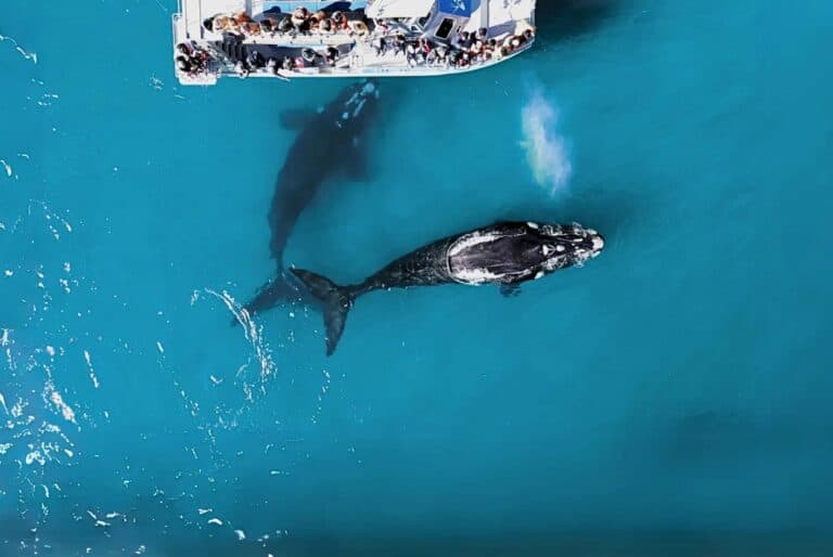 Tour en bateau du Big 5 marin