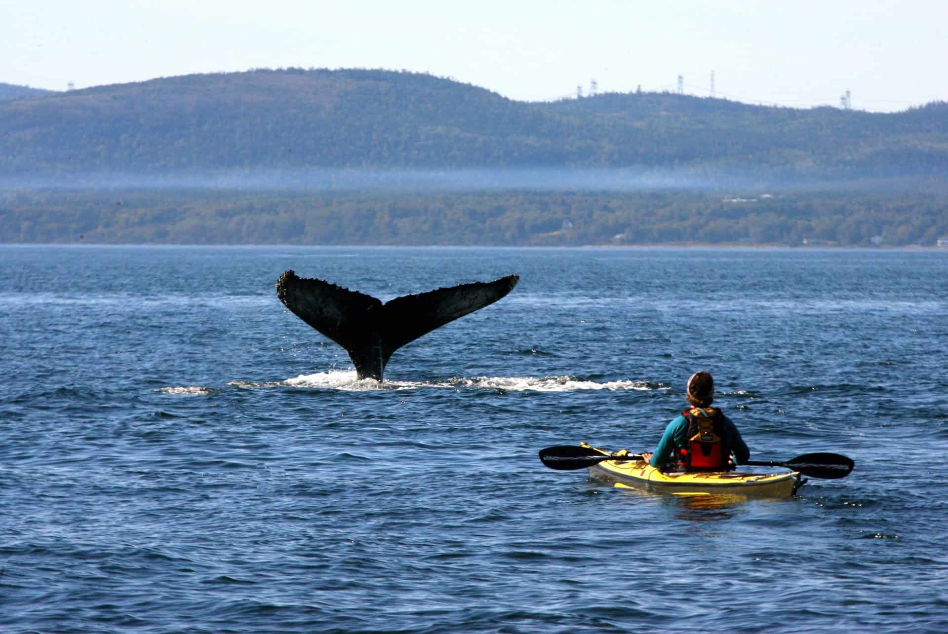 observation des baleines fleuve saint laurent quebec