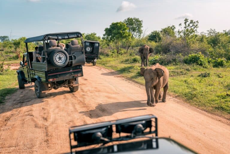 Safaris dans le parc national de Yala