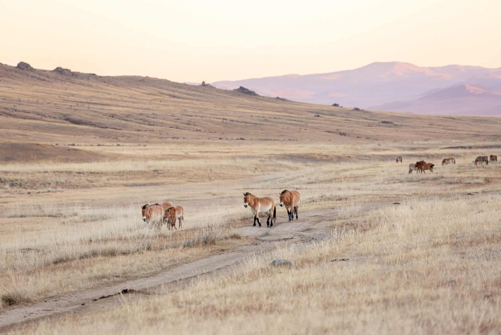 parc national de khustain nuruu
