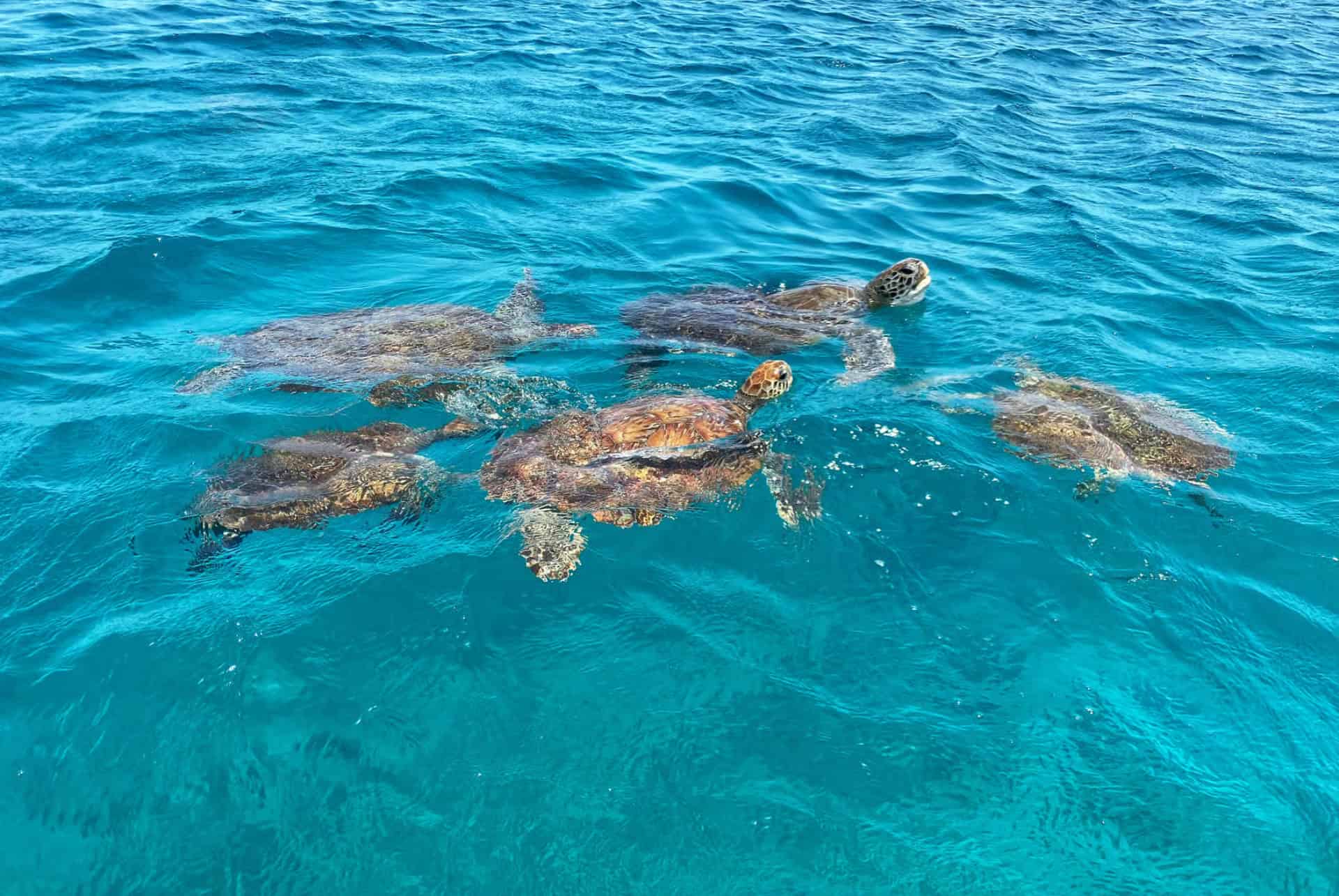 snorkeling avec les tortues de mer a sao vicente cap vert