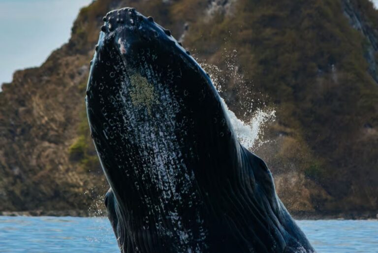 Excursion en bateau d'une demi-journée à Uvita