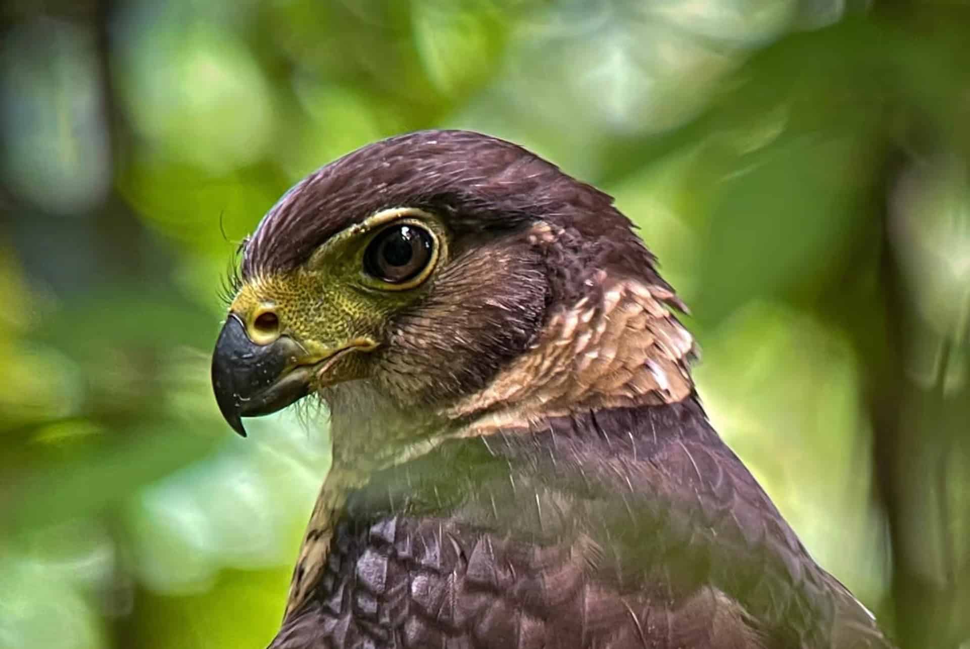 birdwatching costa rica