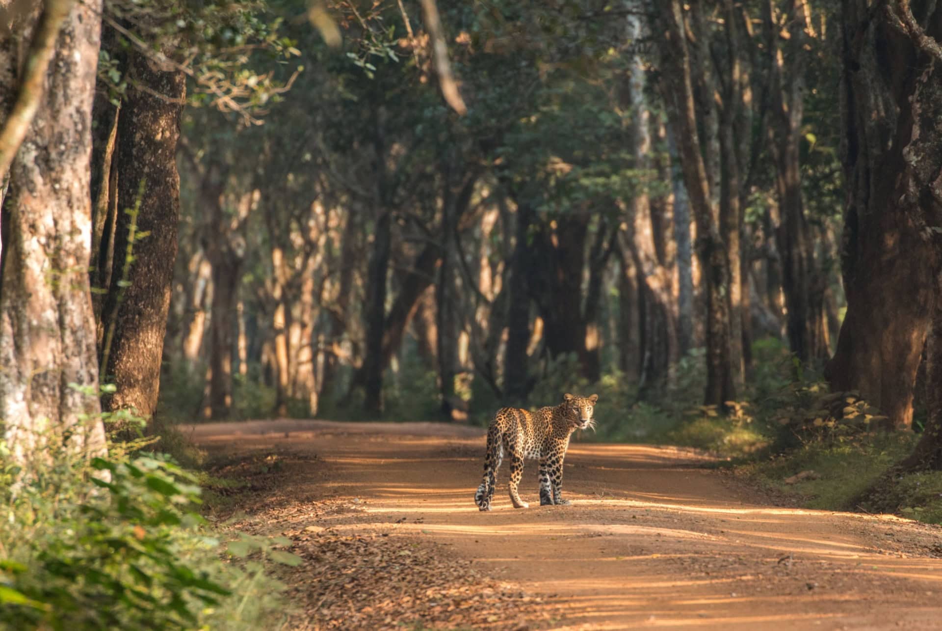 leopard parc yala sri lanka