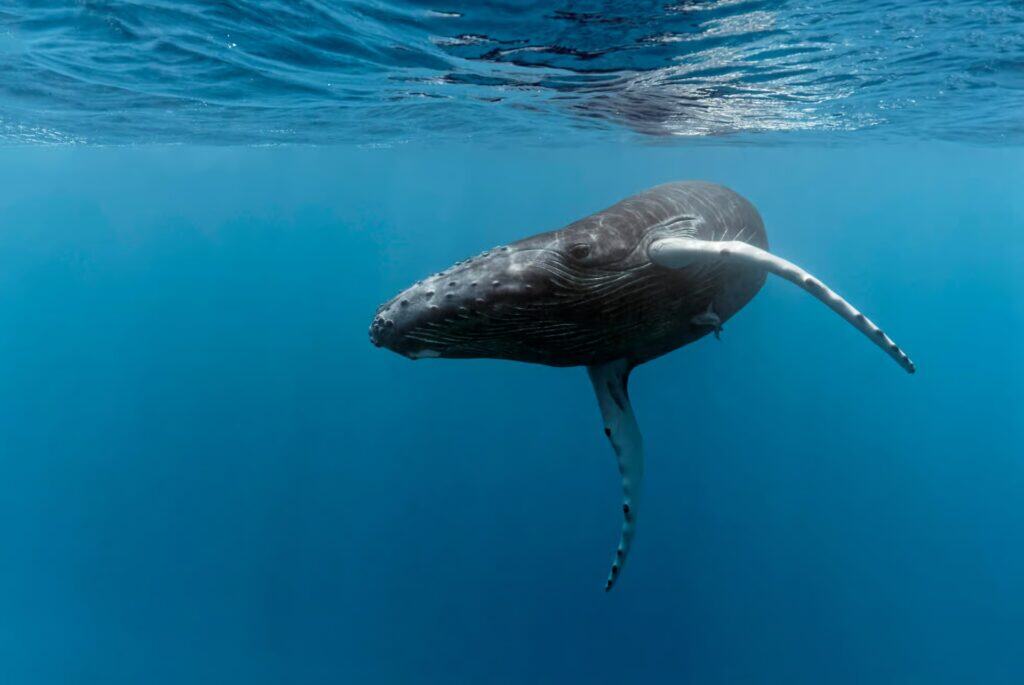 observer les balaines au costa rica