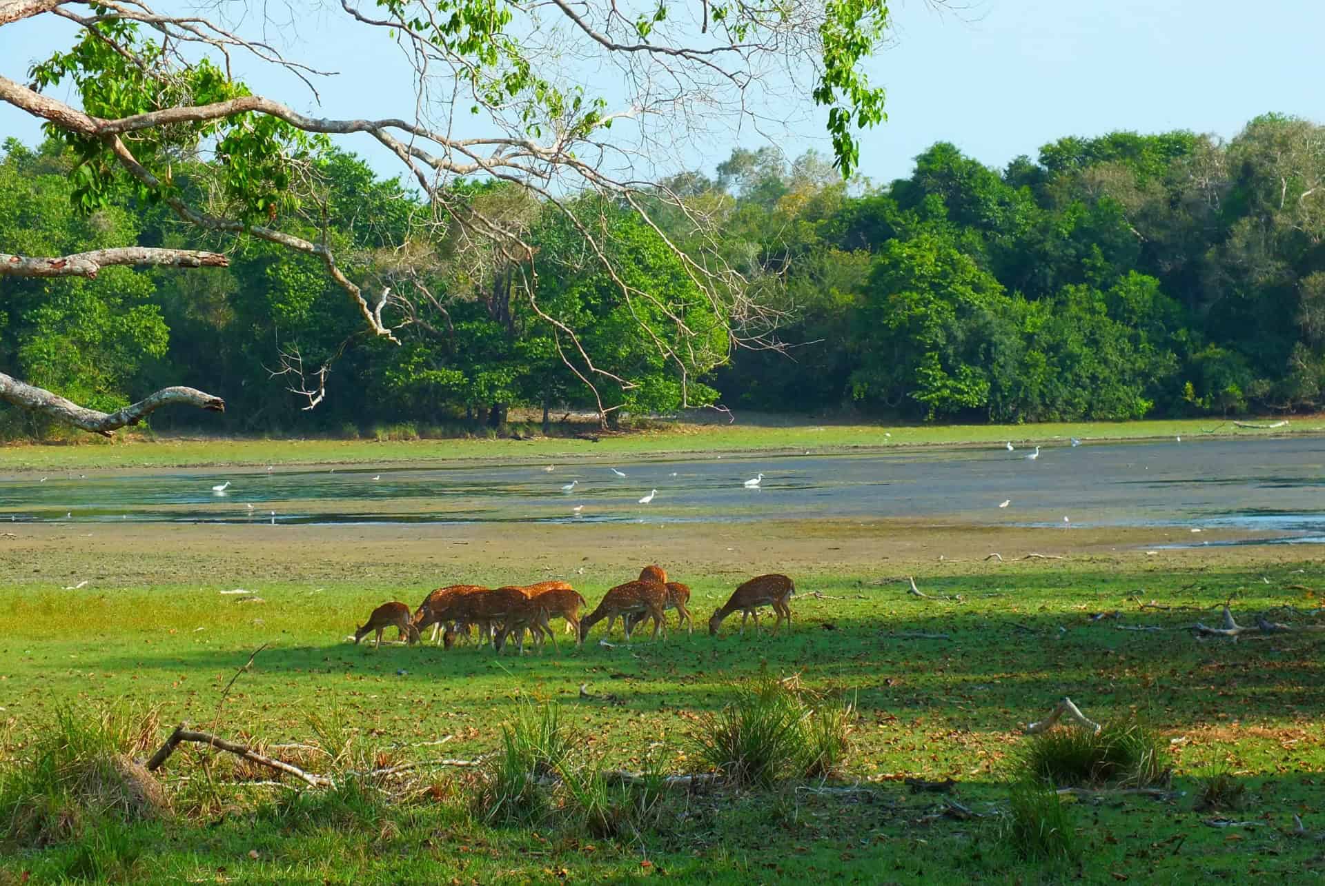 parc wilpattu biche