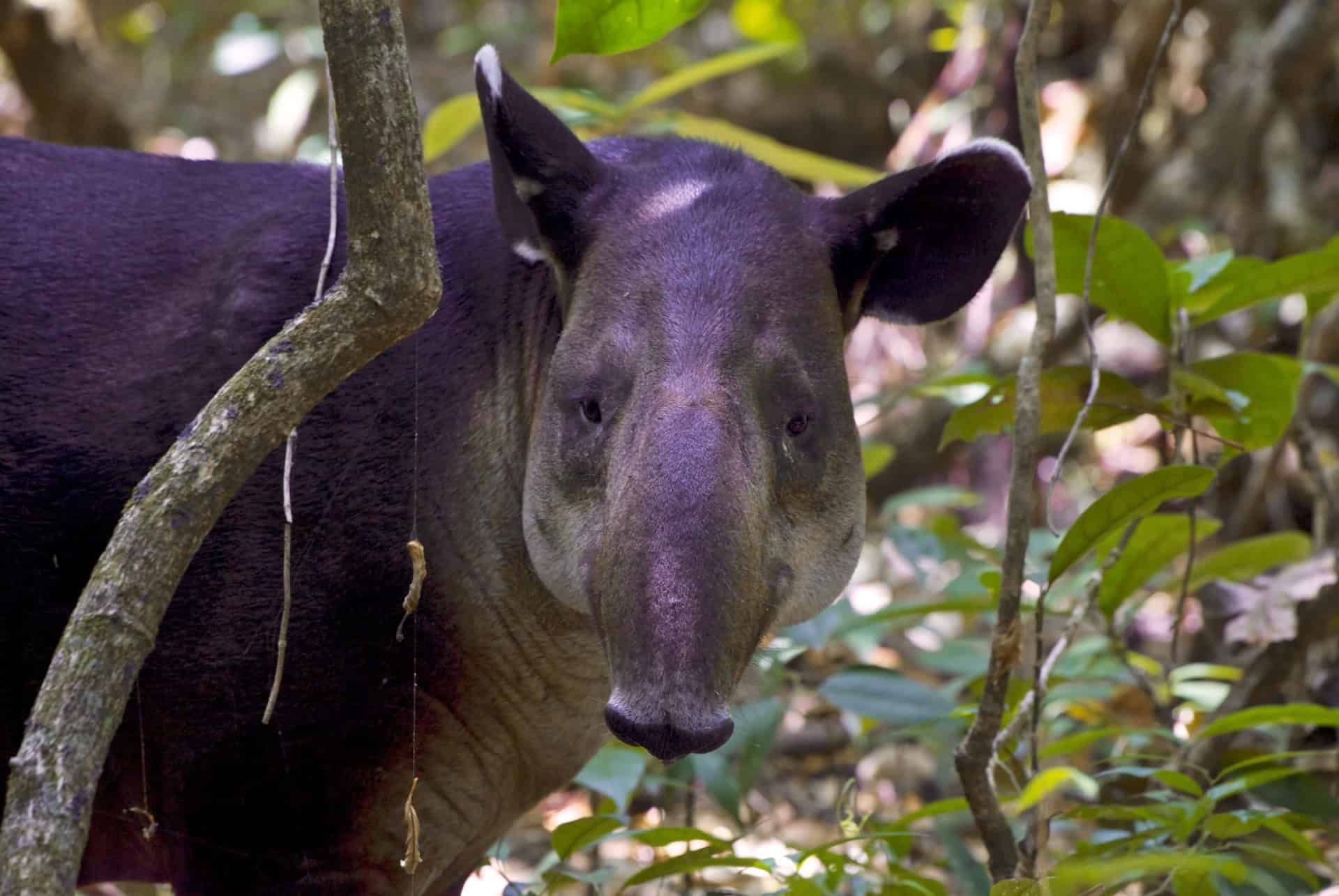 tapir corcovado costa rica