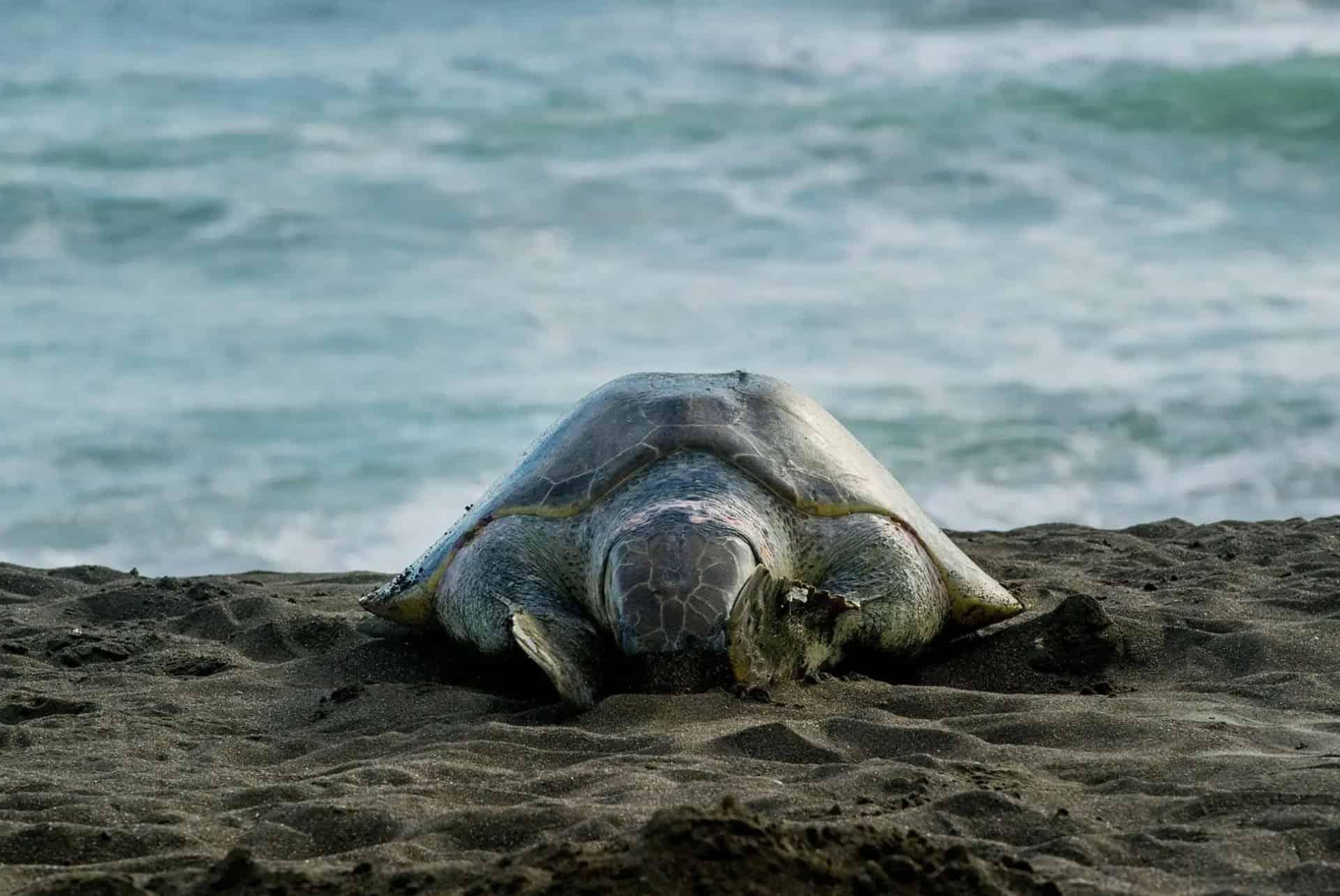 tortues costa rica